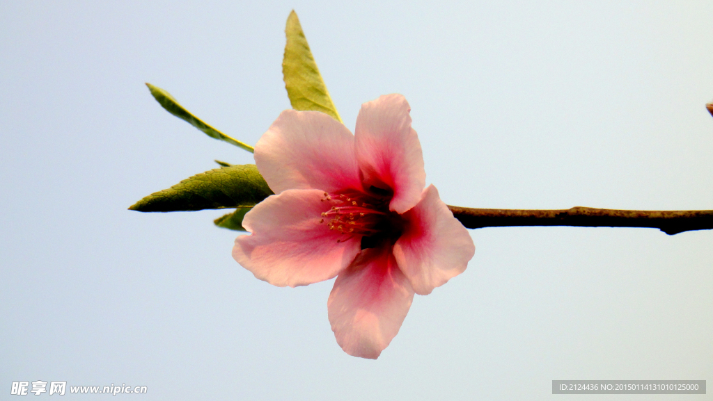 桃花 一朵桃花