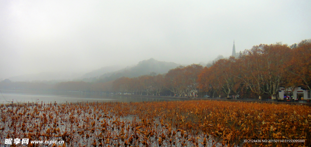 杭州西湖残荷冬季