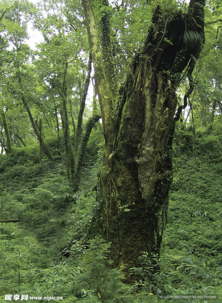 牛樟树