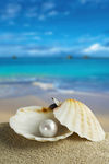 沙滩上珍珠贝壳