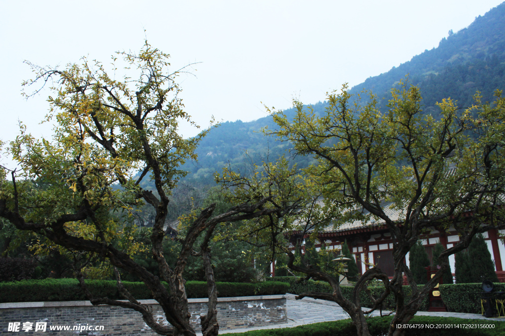 园林美景