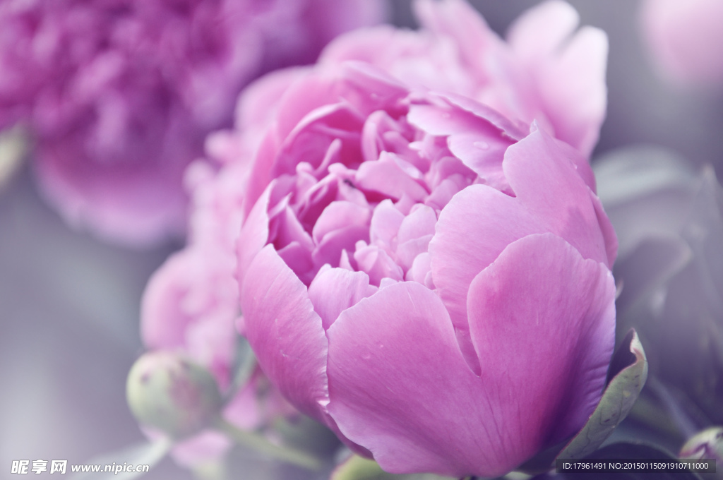 玫瑰花
