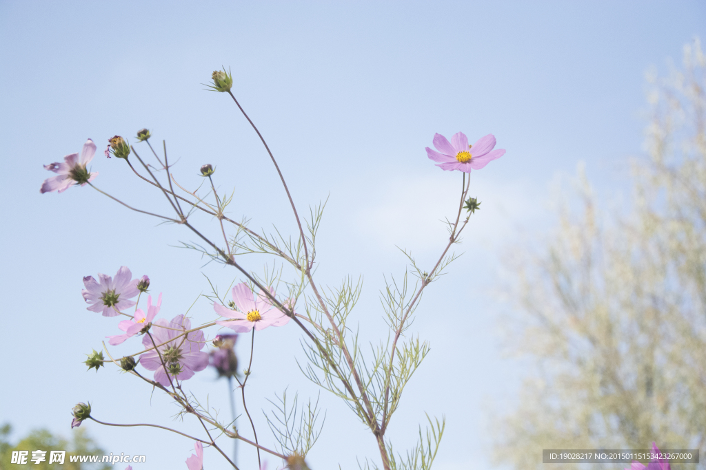 花卉