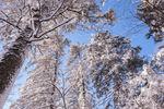 冬季森林雪景