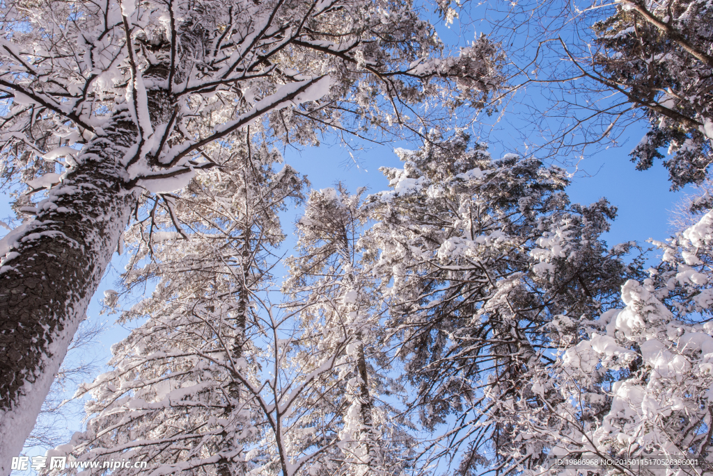 冬季森林雪景