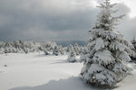 冬季森林雪景