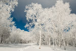 冬季森林雪景