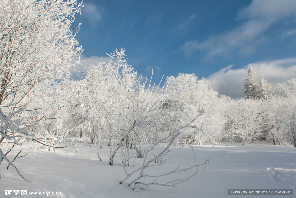 冬季森林雪景