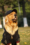 金毛寻回猎犬
