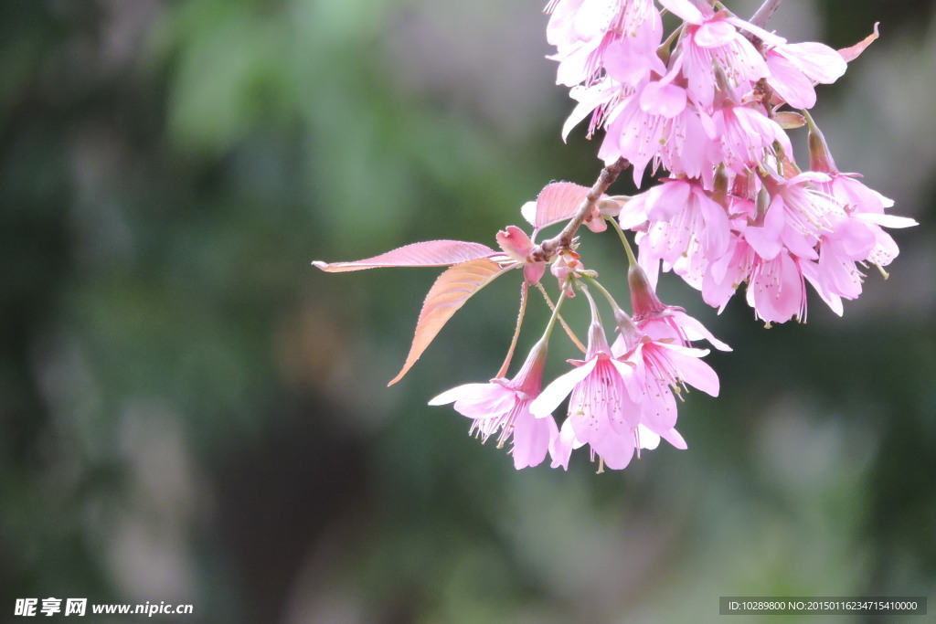 樱花