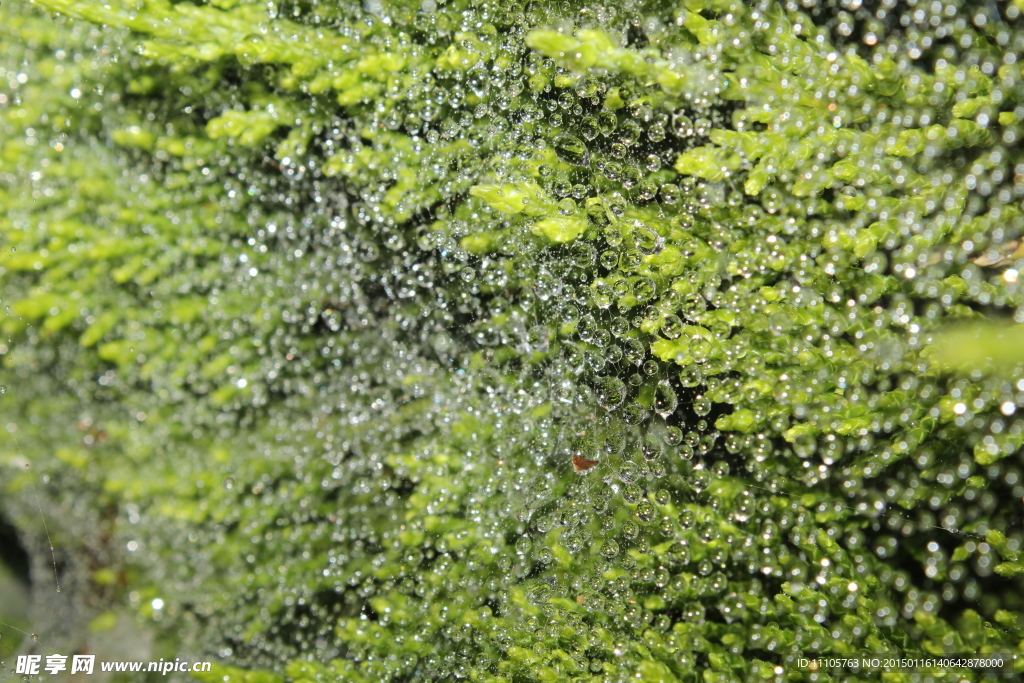 漂亮的水珠背景