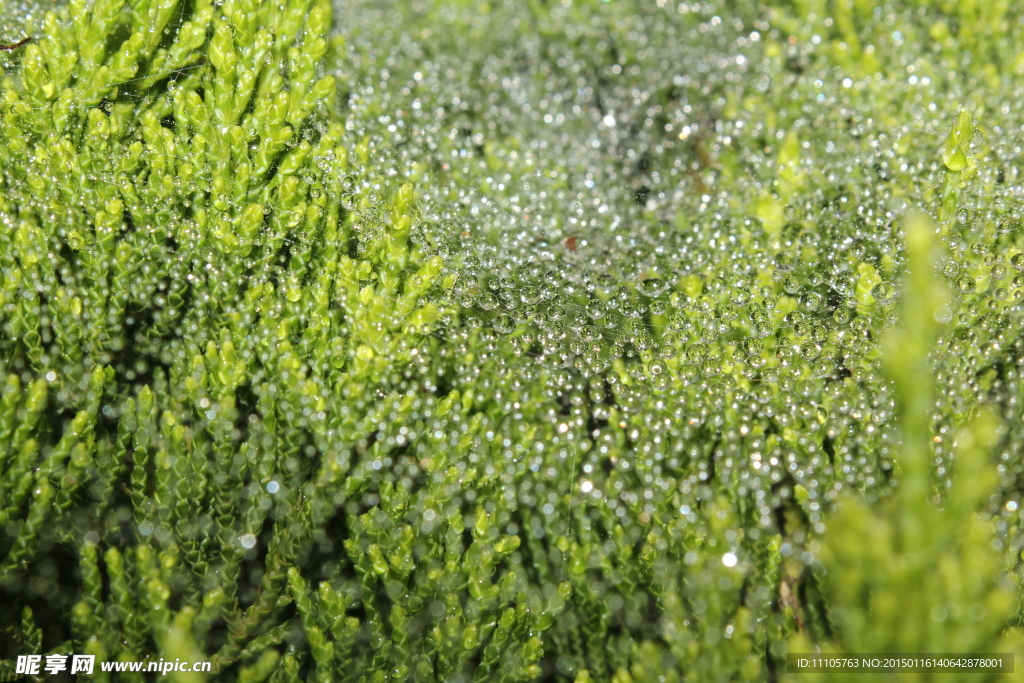 漂亮的水珠背景