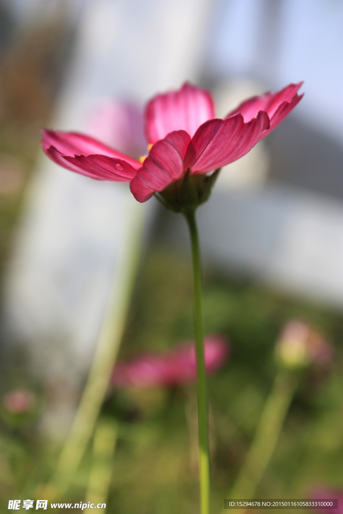 格桑花