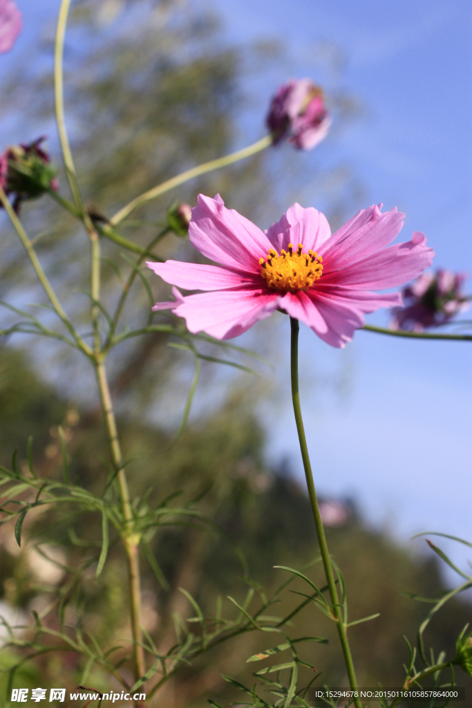 格桑花