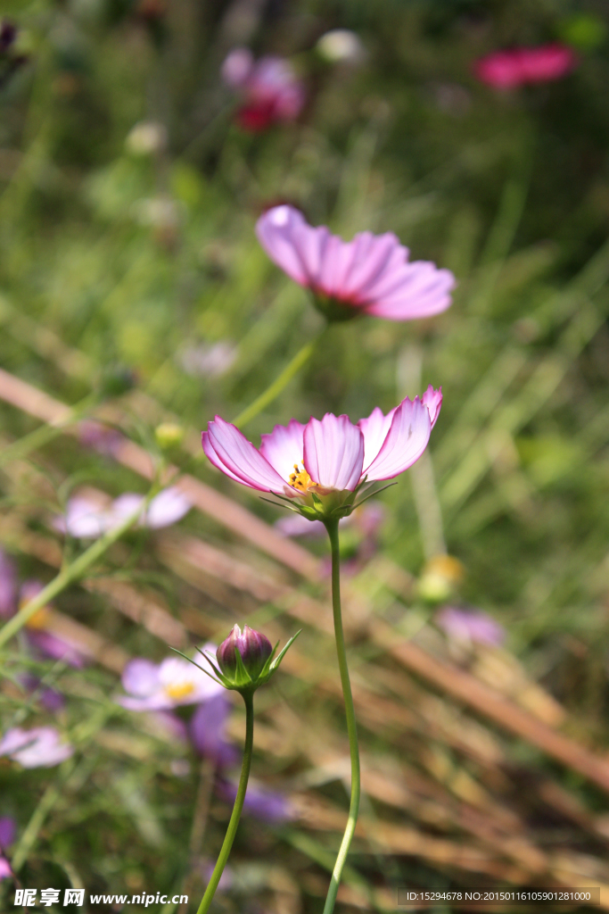 格桑花