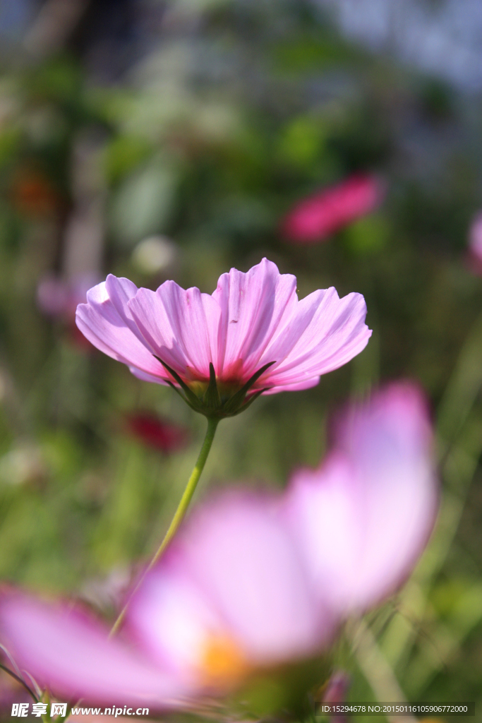 格桑花