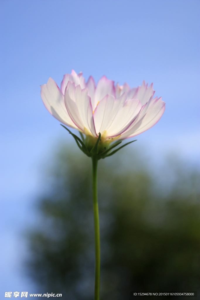 格桑花