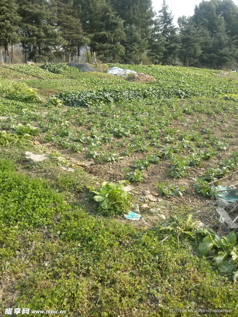 田园风景