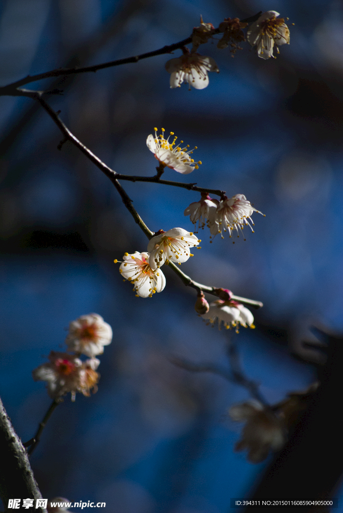 梅花