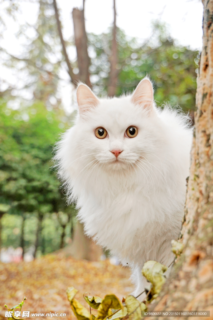白色猫咪