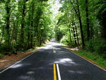 树林道路风景