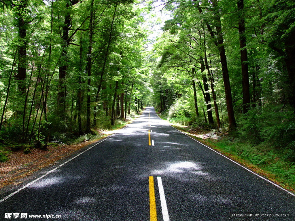 树林道路风景