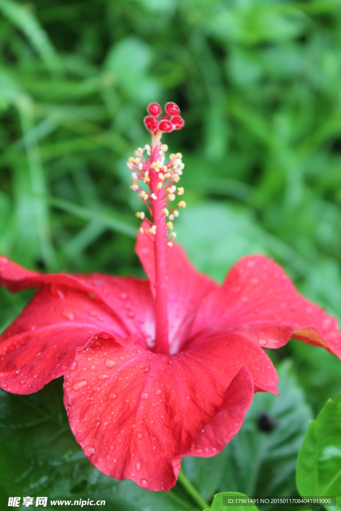 木芙蓉
