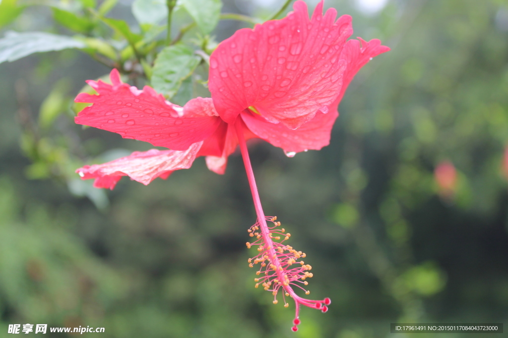 木芙蓉