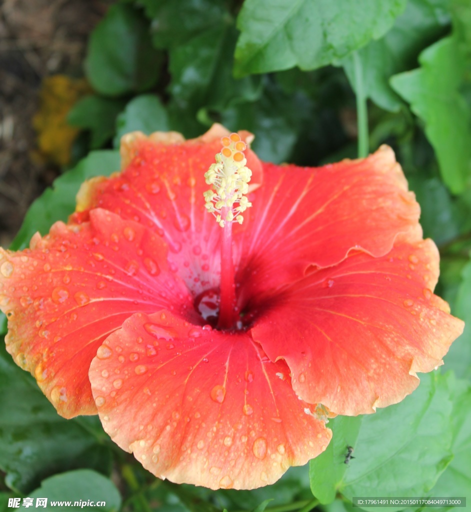 木芙蓉