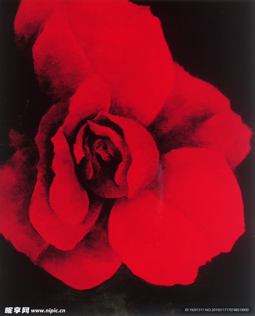玫瑰花