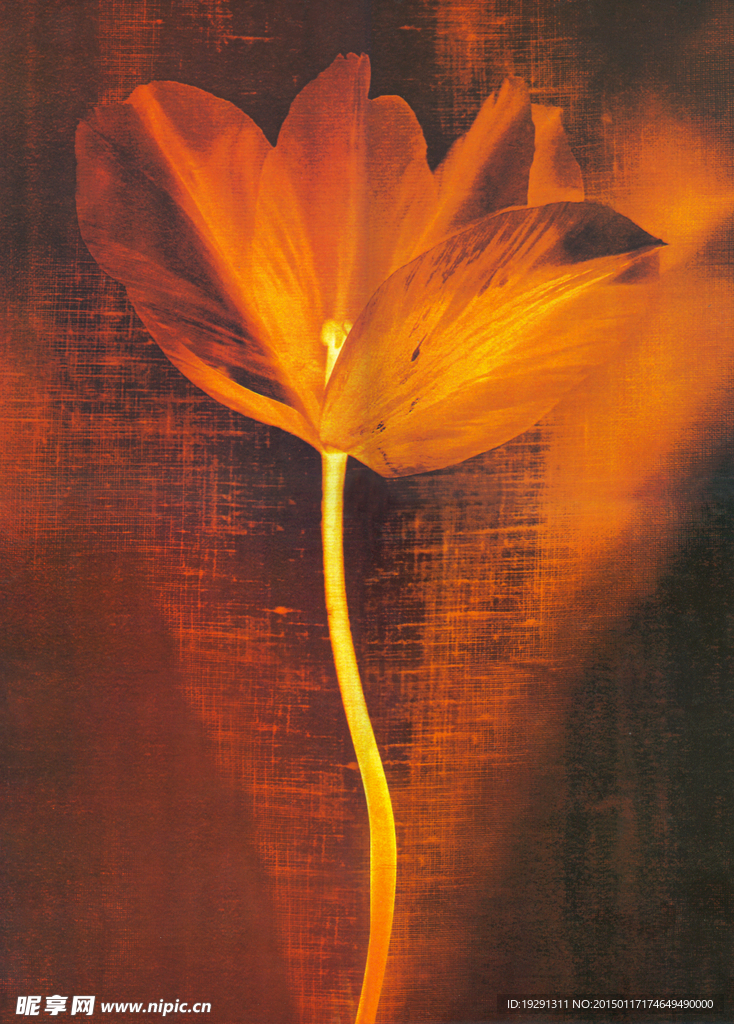 花卉油画