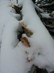积雪 树枝