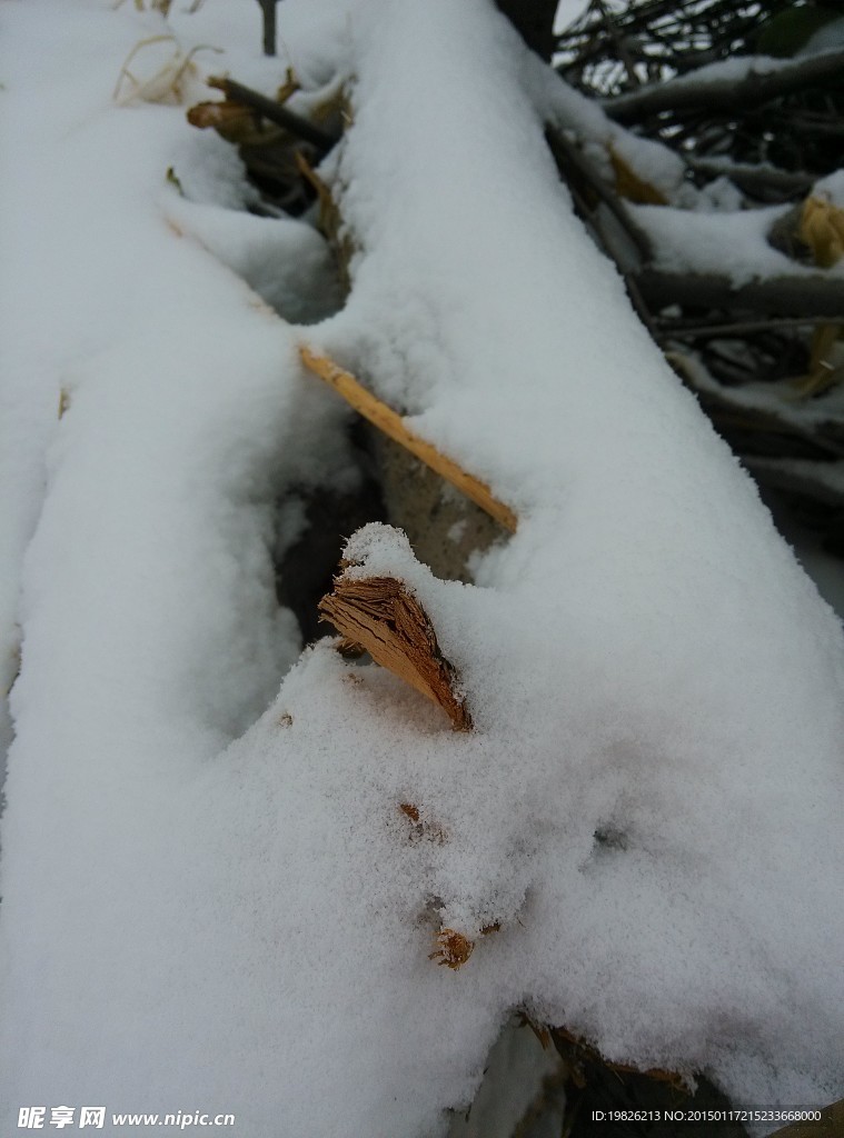 积雪 树枝