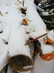 积雪 树枝