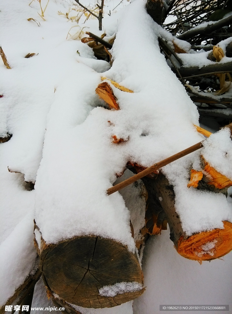 积雪 树枝