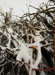 积雪 树枝