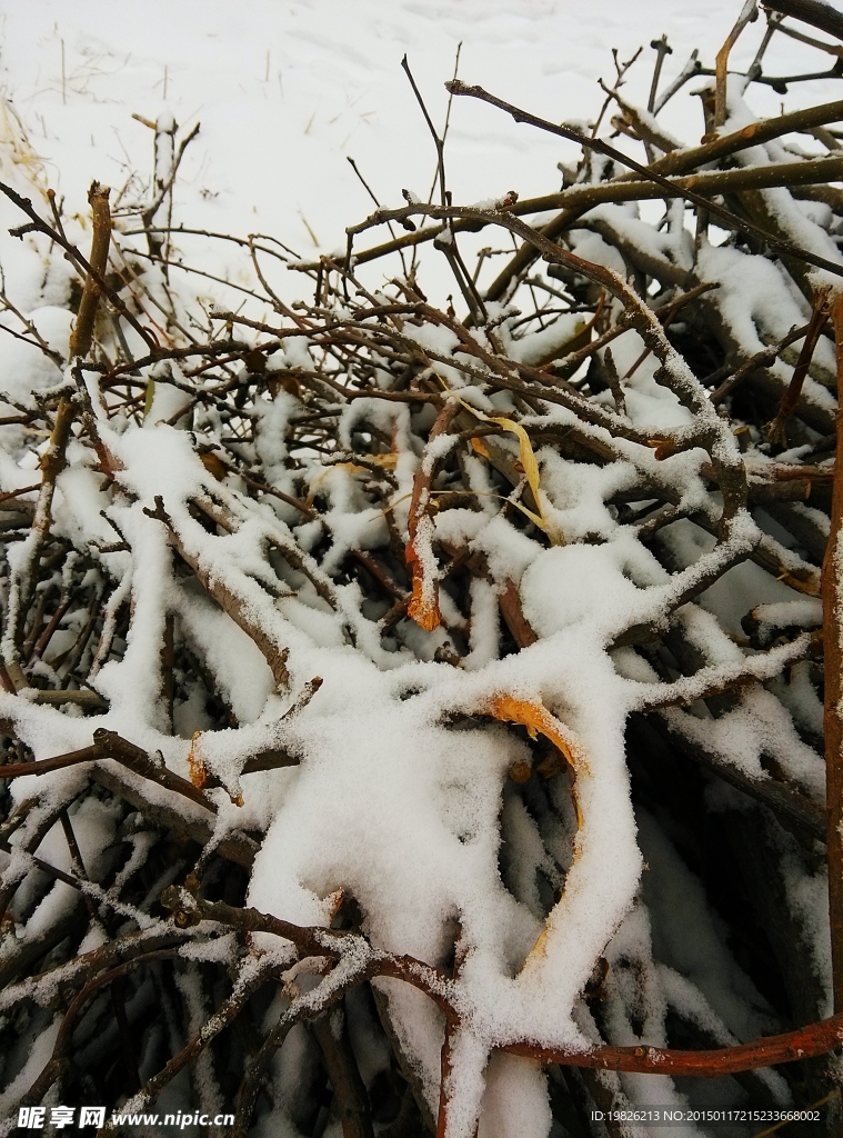 积雪 树枝