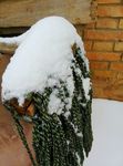 雪 拖把