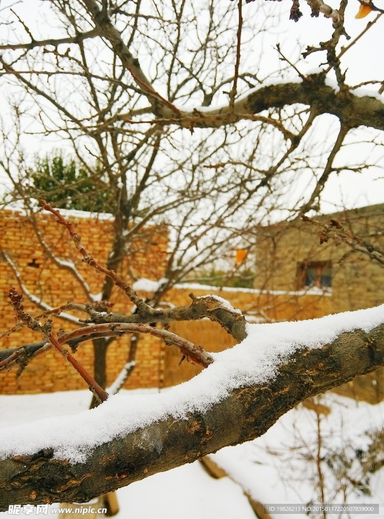 雪  树枝