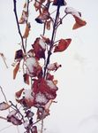 雪 树叶上的雪