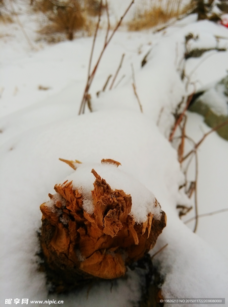 树桩上的雪