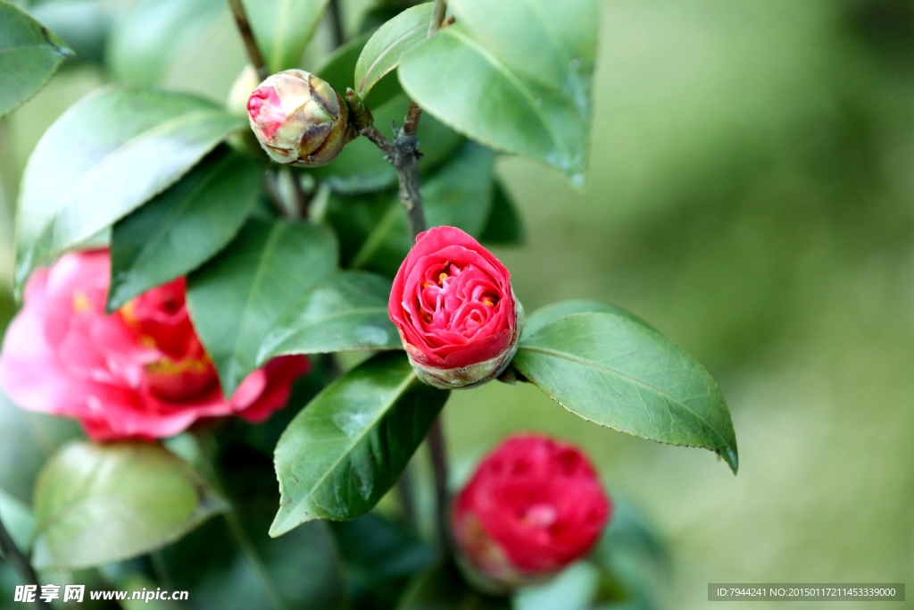 茶花