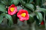 茶花