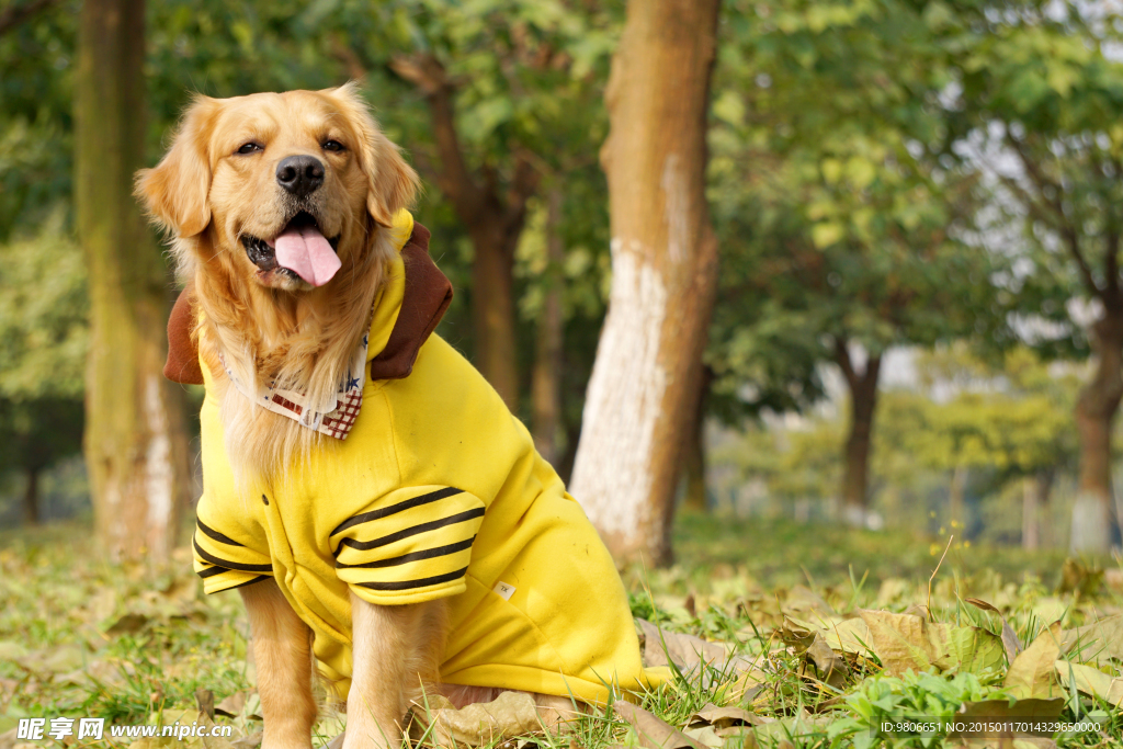 金毛寻回猎犬