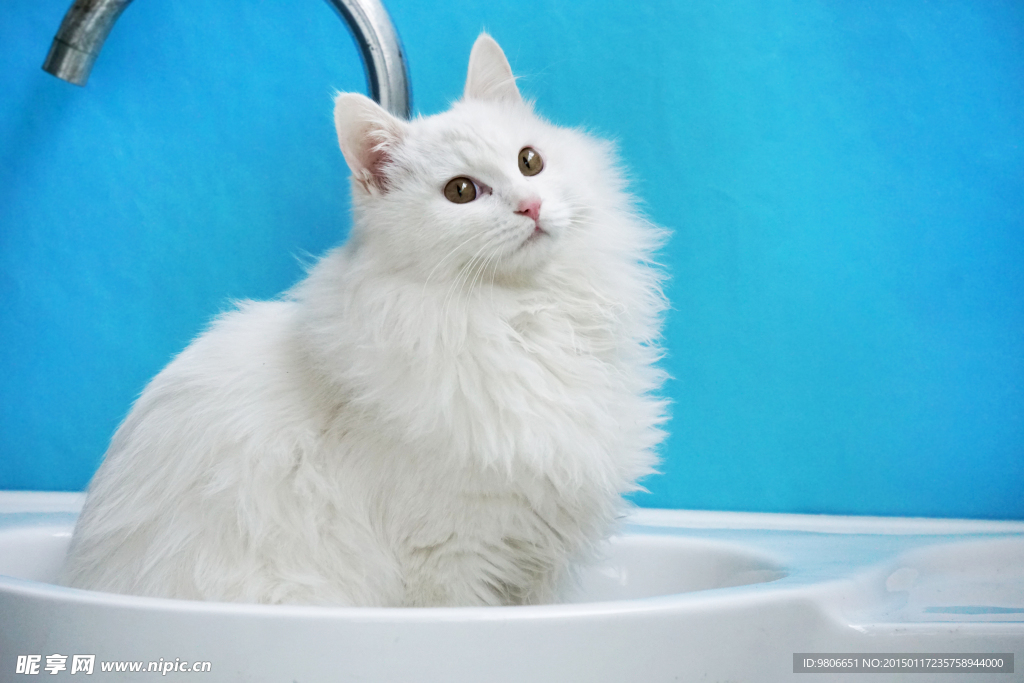水池猫咪