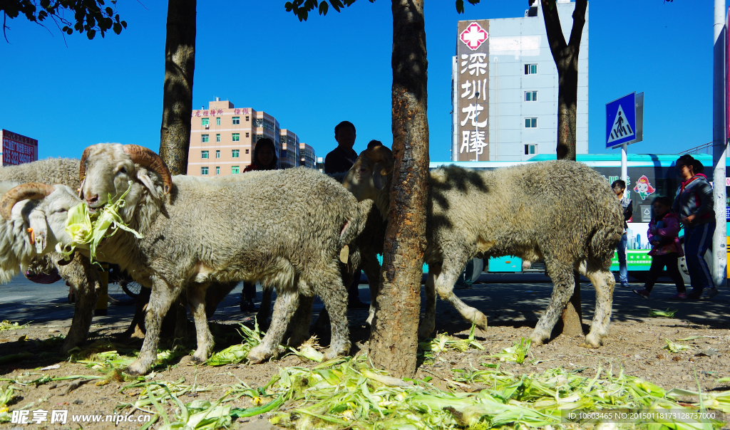 城市绵羊