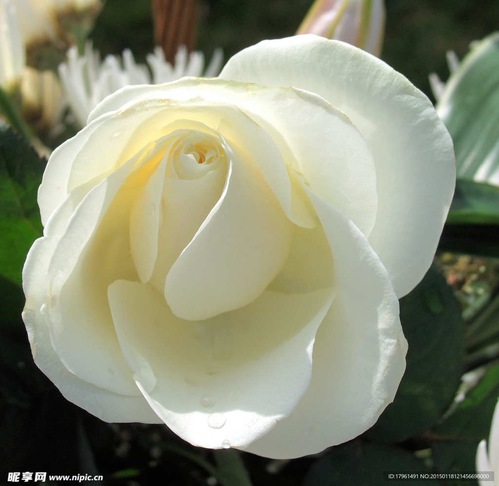 玫瑰花