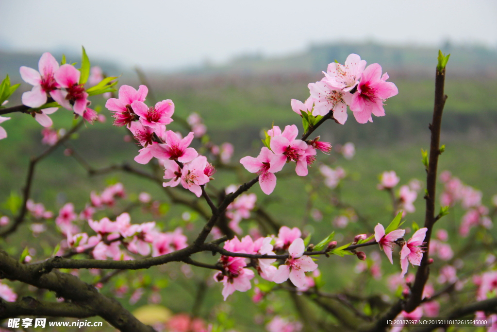 桃花