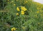 油菜花