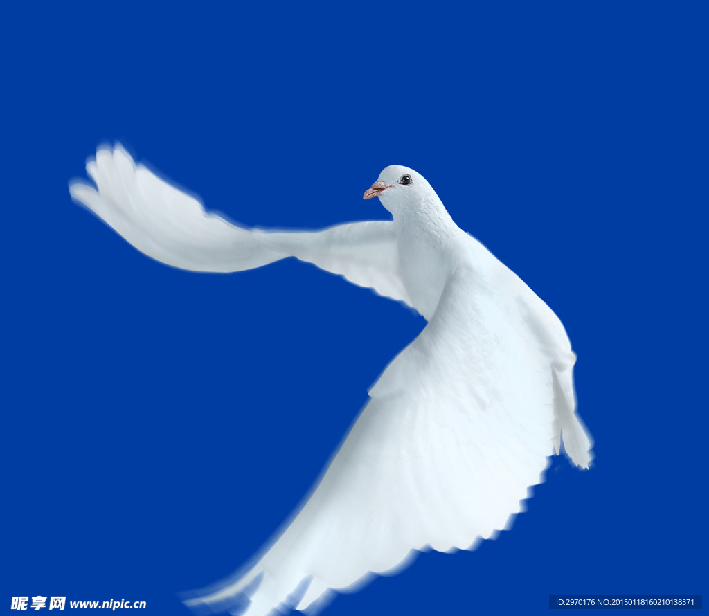 鸽子